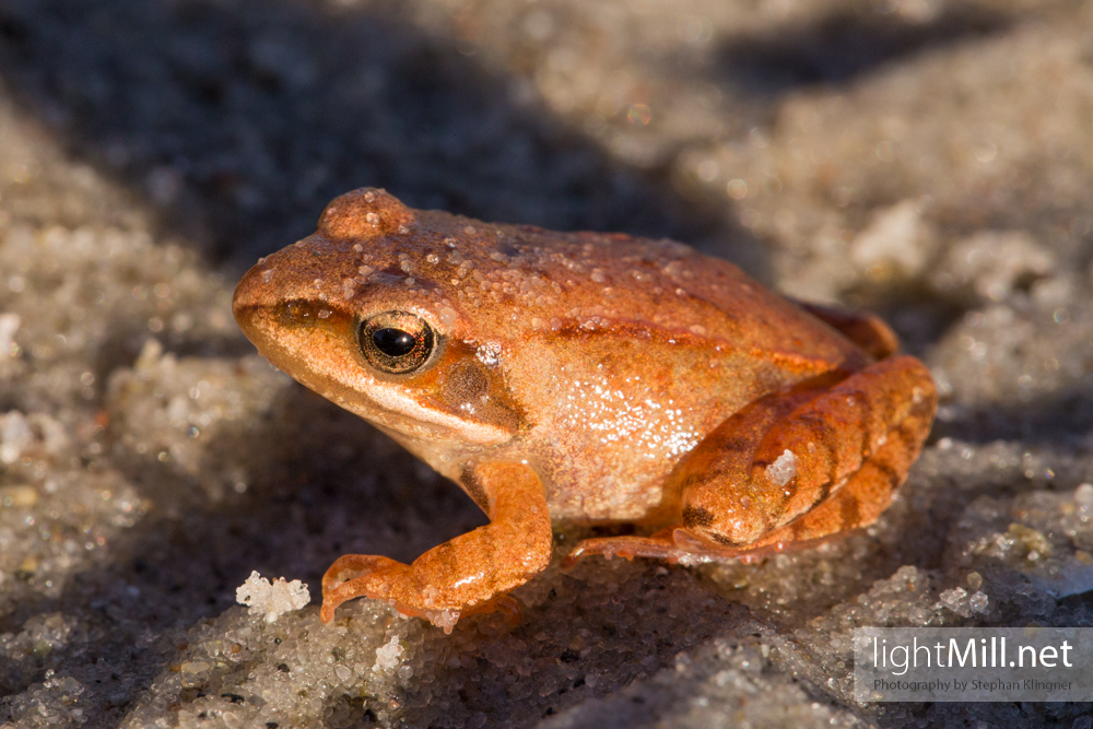 Orange frog at the Baltic Sea in Germany