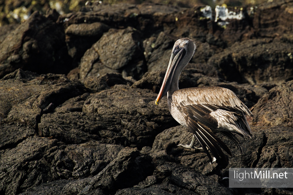 Galápagos Brown Pelican on a small vulcanic island in the surroundings of Isabela, Galápagos