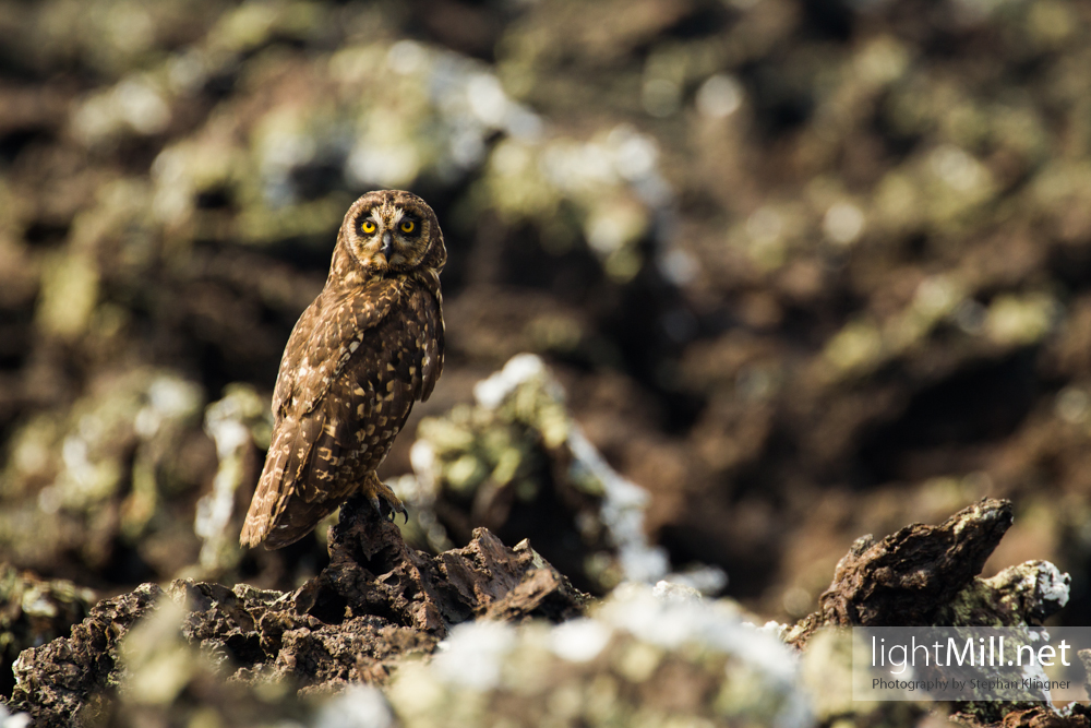 Galápagos Short Eared Owl on a small island surrounding Isabela