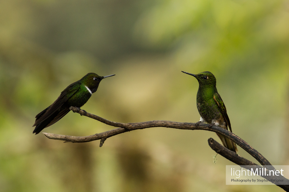 Pair of Hummingbirds in Bellavista Bird Logde