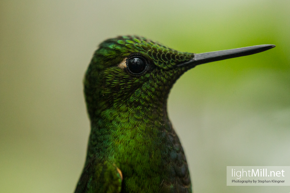 Portrait of a Buff-tailed coronet