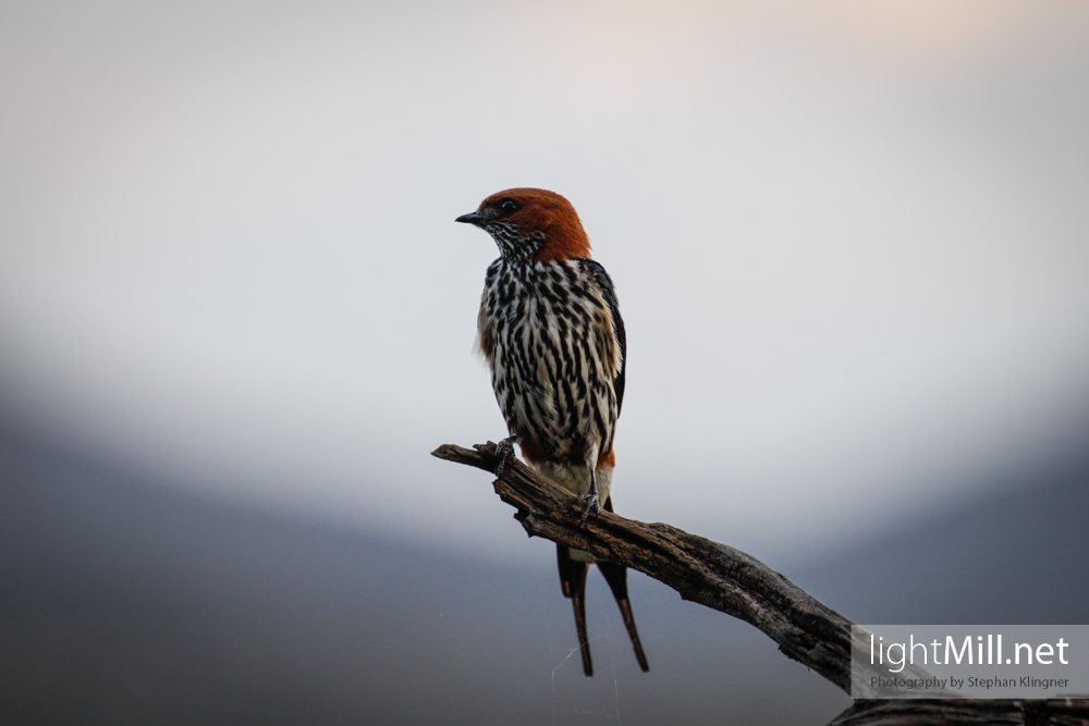 lesser-striped-swallow