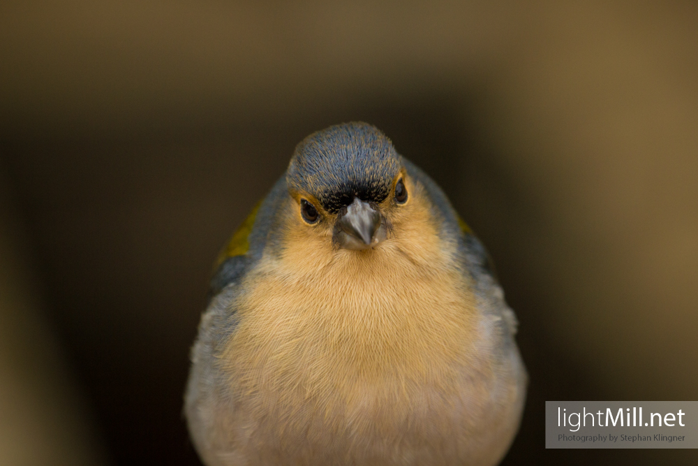 A portrait of a Madeiran Chaffinch