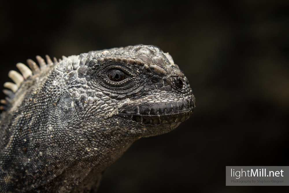 A portrait of a Marine Iguana