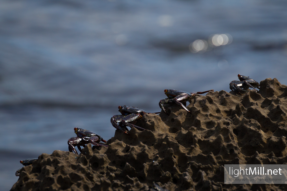 Sally Lightfoot Crabs 