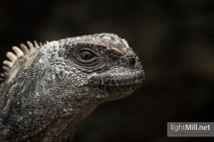 Marine Iguana