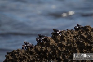 Sally Lightfoot Crabs