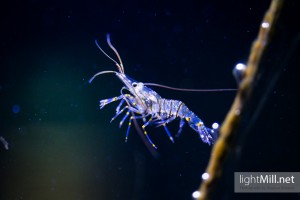 Transparent Shrimp